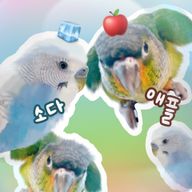앵집사