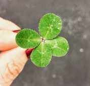 보험이 과연 필수일까