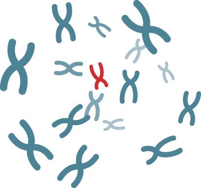 DNA는 어떻게 형질을 암호화 하는가?