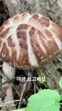 표고버섯 이야기