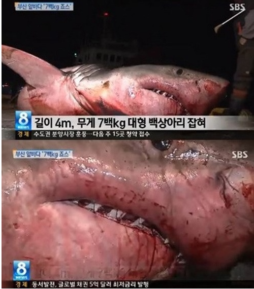 우리나라에도 상어가 출몰하나요?의 0번 째 이미지