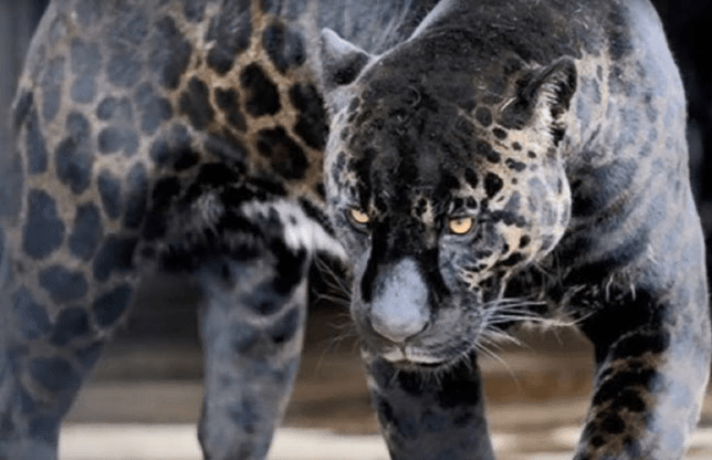 본래 자연계에서는 존재하지 않지만 인간이 만들어낸 생물이 있나요의 1번 째 이미지