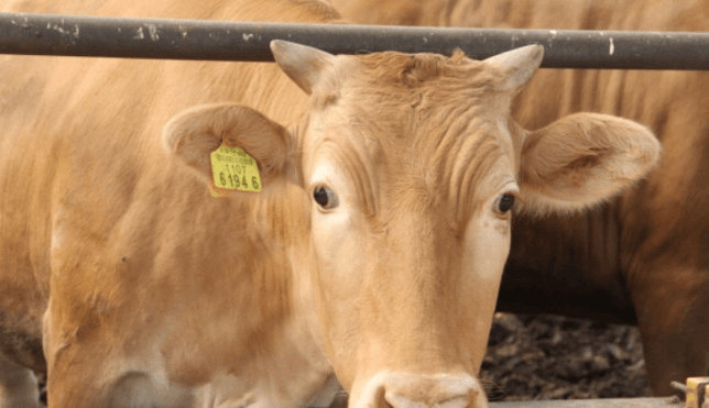 소들이 외양간을 나와 산위로 올라 갔는데 어느집 소인지 알아내는 방법이 있을까요?의 0번 째 이미지