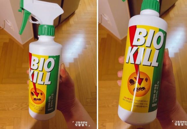 아파트 발코니에서 상추, 깻잎, 토마토를 키우고 있는데 어떻게 하연 병충해도 예방하고 잘 키울수 있을까요?의 2번 째 이미지