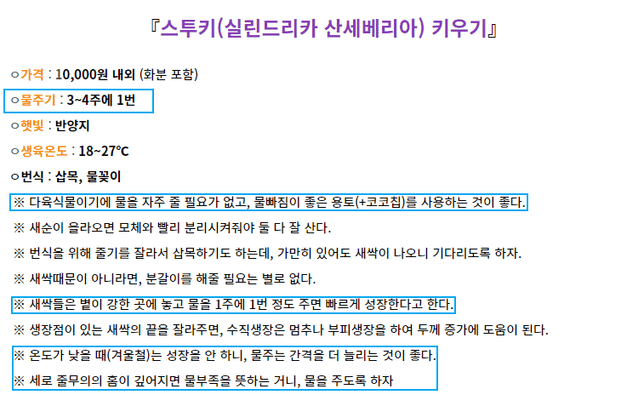 스투키 화분은 얼마 만에 한 번씩 물을 주어야 하나요?의 0번 째 이미지