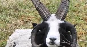 본래 자연계에서는 존재하지 않지만 인간이 만들어낸 생물이 있나요의 3번 째 이미지