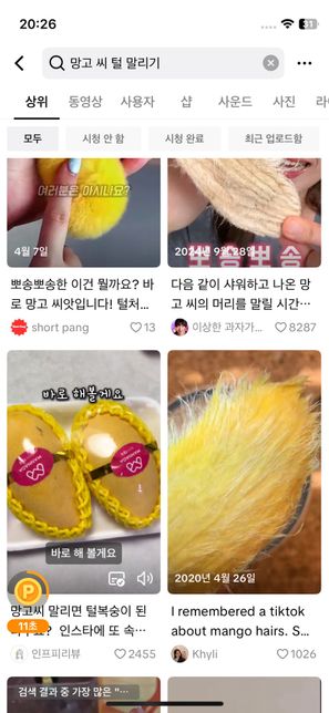 망고 씨 털 가지고 출국 되나요..??의 0번 째 이미지