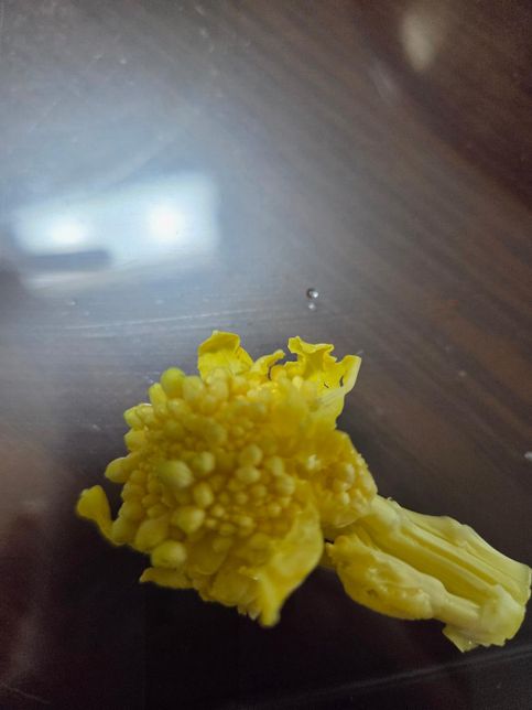 봄동의 꽃을 먹어도 되는지 궁금합니다.의 0번 째 이미지