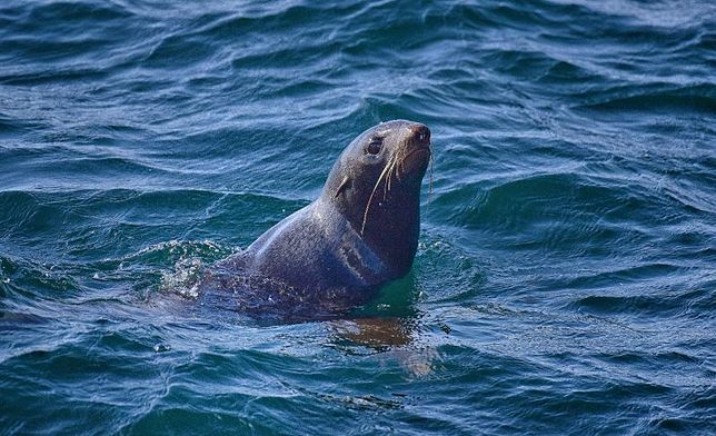 우리나라에는 왜 물개와 물범, 바다사자에 대한 연구자료가 여전히 부족해요?의 1번 째 이미지