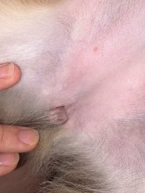 6개월된 암컷 포메라니안 생식기에 점들 뭔가요ㅠㅠ의 0번 째 이미지