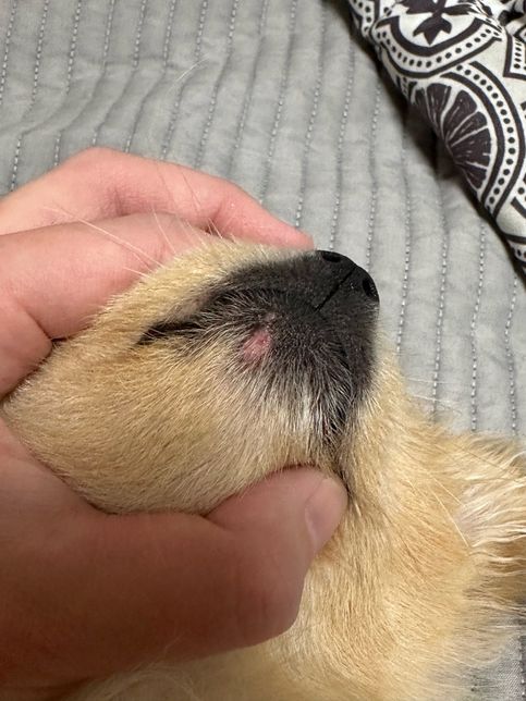 강아지 턱쪽에 살 까진것처럼 뭐가 있는데 이게 뭔가요 ?̊̈.의 0번 째 이미지