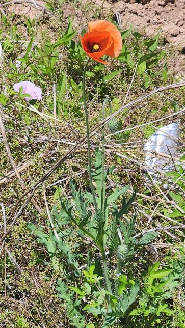 이거 양귀비 인가요?? 신고 해야하나요??의 0번 째 이미지