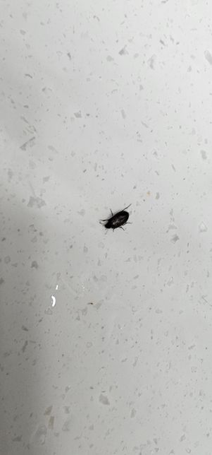 <사진주의> 벌레가 나타났는데 혹시 바퀴벌레 인가요???의 0번 째 이미지