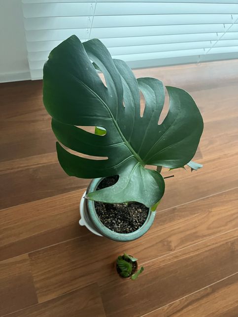 식집사분들 도와주세요ㅠ 몬스테라 잎이 왜 이모양일까요?의 1번 째 이미지