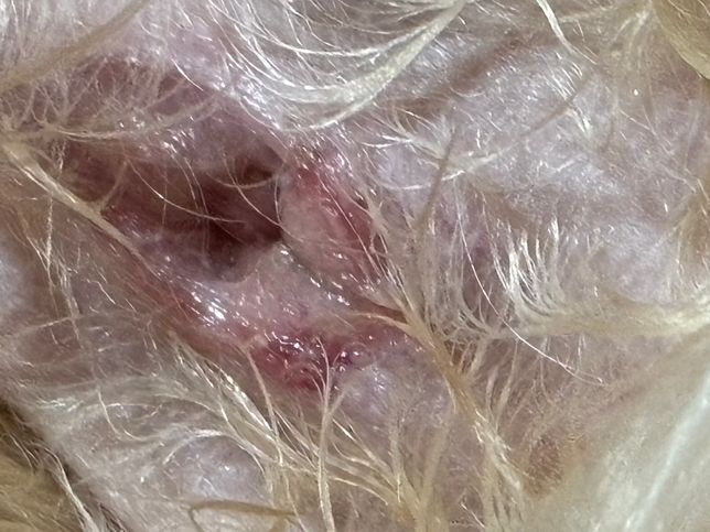 강아지 이거 항문낭 파열인가요???의 0번 째 이미지