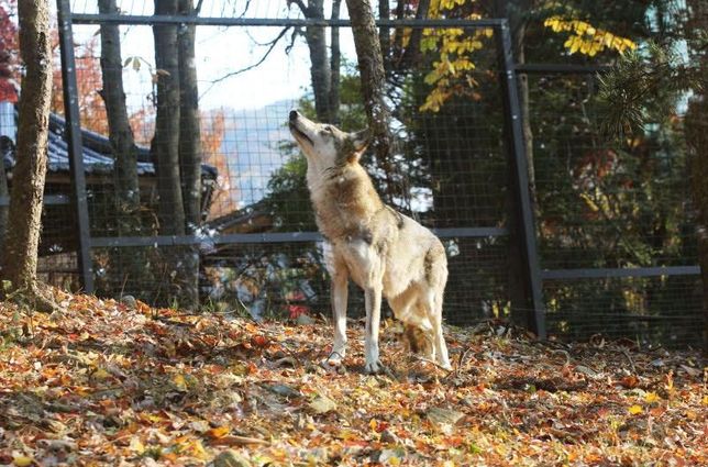 우리나라 야생에 꽃사슴이 방류되더라도 유해조수로 지정해서 죽이는 대신 호랑이와 늑대, 반달곰을 복원할 때 사냥감으로 활용해도 될까요?의 2번 째 이미지