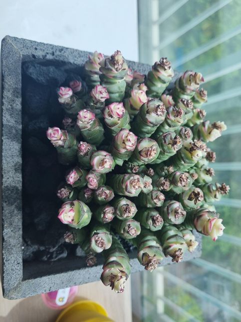 이 다육 식물 색깔이 점점 빠지는데 어떻게 해야할까요?의 0번 째 이미지