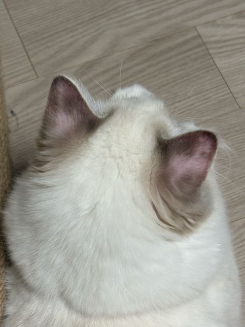 고양이 귀 뒤쪽, 이마 털 빠지는 이유 알려주세요.. 아픈걸까요?의 1번 째 이미지