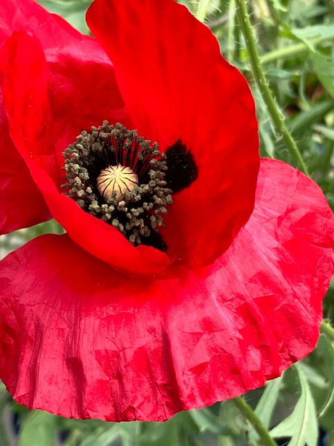 이거 마약 양귀비는 아니겠죠????의 1번 째 이미지