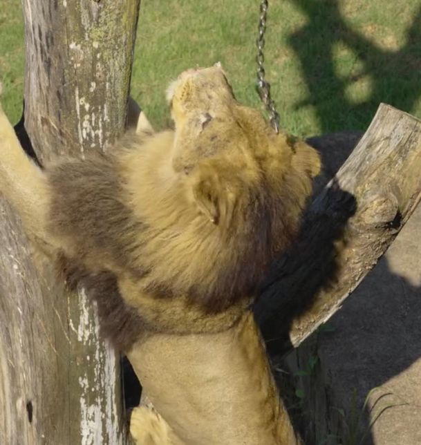 서울대공원 동물원에서는 국내산 무와 배추, 호박을 넘어 왜 칡과 나물도 캐고 대나무도 베어서 동물들 먹이로 제공하나요?의 2번 째 이미지