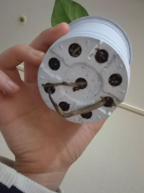 식물 샀는데 밑에 뿌리가 나와있어요 괜찮은건가요?의 0번 째 이미지