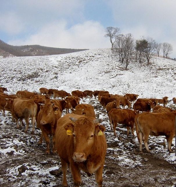 겨울만 되면 축사 근처에 독수리가 날아오는 이유는 무엇인가요?의 3번 째 이미지