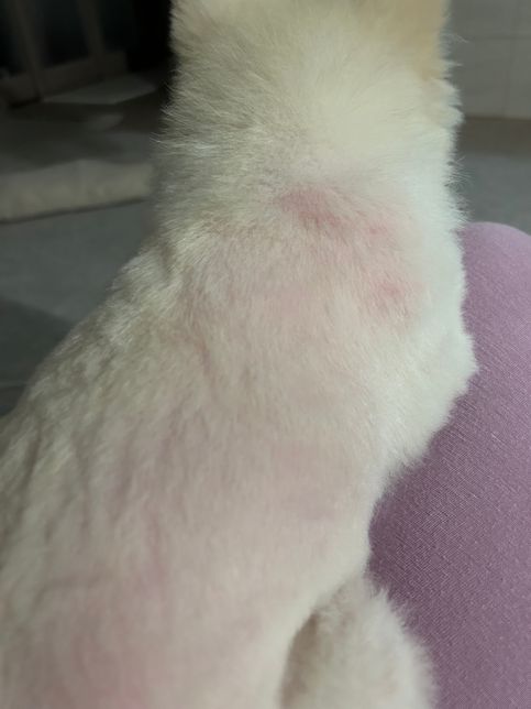 강아지 피부병 인가요? ㅠㅠ !!!!의 0번 째 이미지