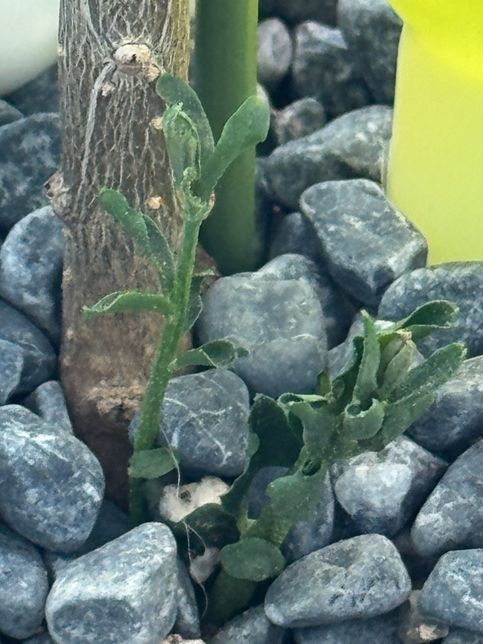 새싹 올리브나무 잎이 돌돌 말려요ㅠㅠ의 2번 째 이미지