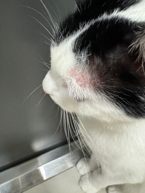 도와주세요 고양이 괜찮을까요 ㅠㅠㅠ의 1번 째 이미지