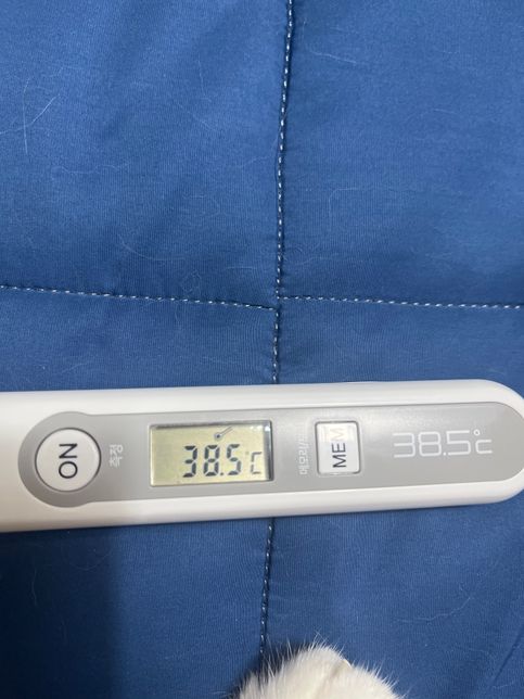 고양이가 다리를 절뚝거리면서 걸어요.의 2번 째 이미지