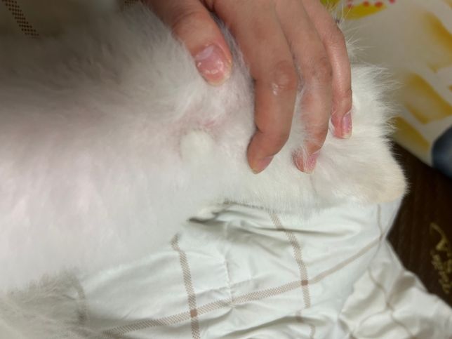 강아지 피부염? 동그랗게 뭐가 만져집니다의 0번 째 이미지