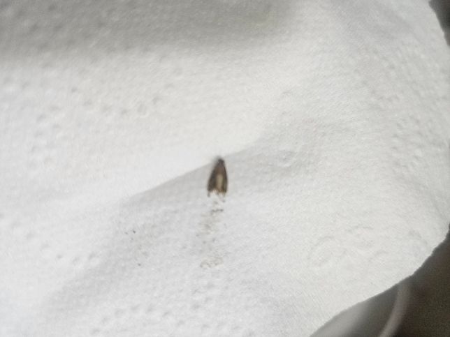 이거 무슨 벌레인가요?? 화장실에 보였어요의 2번 째 이미지