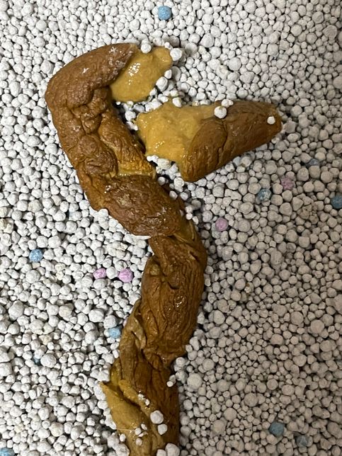 (사진주의) 고양이 약간 묽은 변은 대체 뭘까요ㅠㅠ의 0번 째 이미지