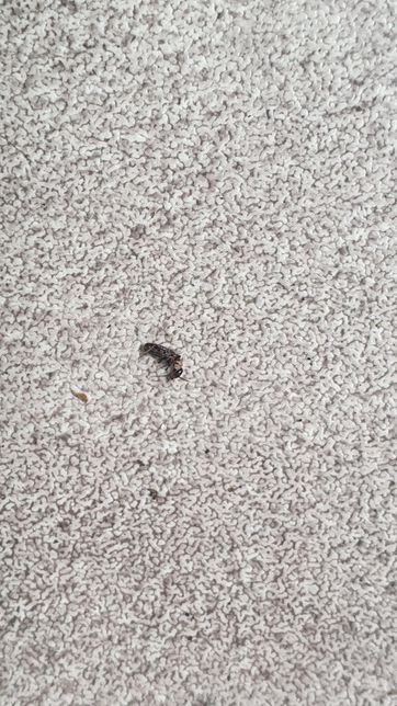 이 벌레가 무슨벌레인가요? 날개도 있는 것 같은데 자꾸 날개를 바닥에 떼고가요의 3번 째 이미지