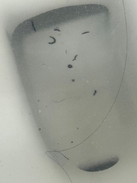 이거 구더기 맞죠? 화장실에서 처음 들어왔을때부터 나와요.의 0번 째 이미지