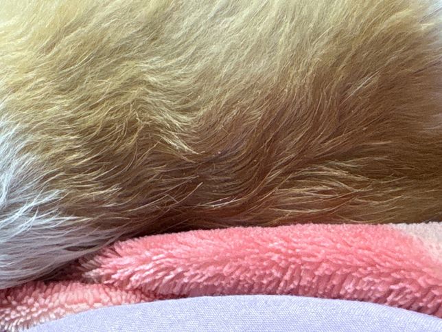 강아지 외부구충제약 바르고 난 후 목에 가루의 0번 째 이미지