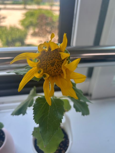 해바라기 꽃이 자랐는데 점점 오므라들어요의 0번 째 이미지