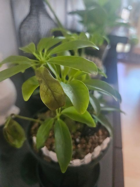 홍콩야지를 키우는데 잎이 갈변할때 그걸 잘라주어아하나요? 어디까지 자르면 되나요?의 0번 째 이미지