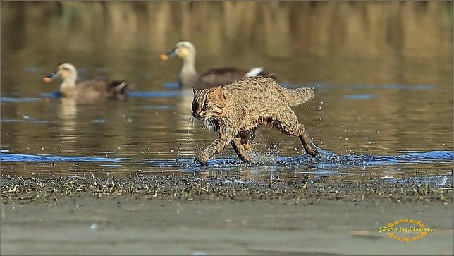 삵은 왜 봄과 여름보다 가을과 겨울에 식물들이 마르는 시기에 활발하게 더 많은 장소에서 사냥을 하나요?의 1번 째 이미지