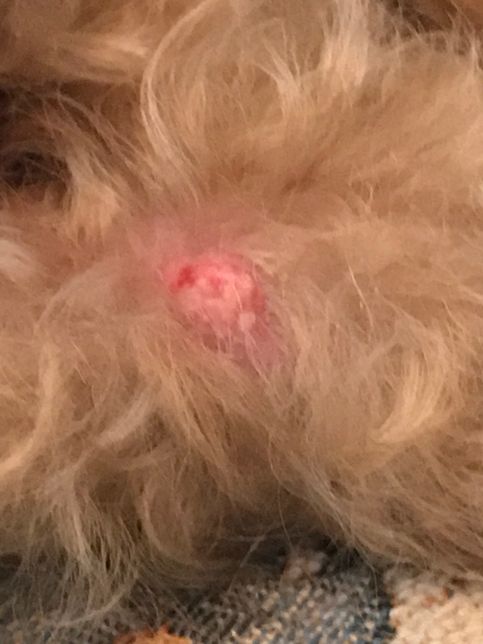 약 6개월전부터 강아지가 앞다리에 생긴 사마귀를 계속 빨아먹더니의 0번 째 이미지