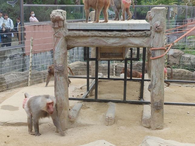 동물원에서 비둘기가 맹수 우리에 모르고 접근하고 먹이를 쪼아먹다가 당하는 수도 있나요?의 1번 째 이미지