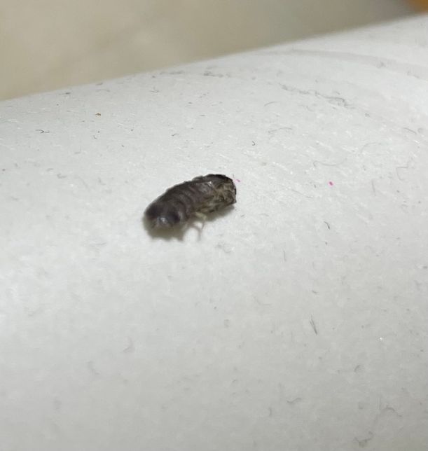 방에서 죽어있던 이 벌레 이름이 뭔가요?의 0번 째 이미지