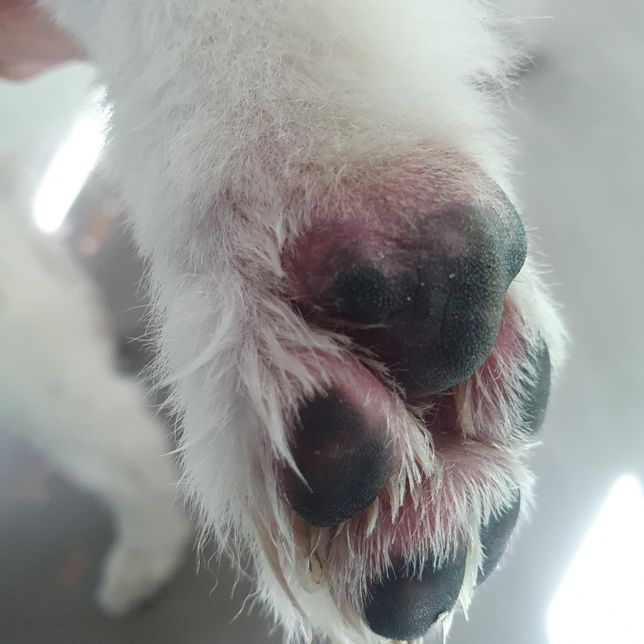 12살 스피츠가 발바닥을 너무 많이 핧아요의 2번 째 이미지