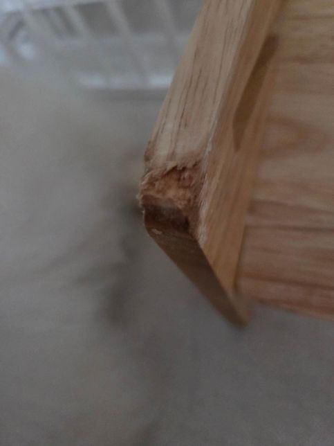 강아지가 고무나무 소재 식기를 갉아먹어요의 0번 째 이미지