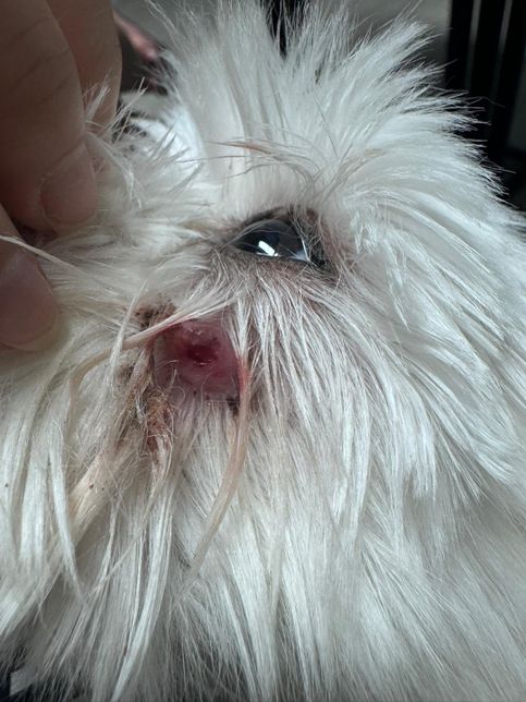 안녕하세요 강아지 말티즈 11살 얼굴 상처좀 물어볼 수 있을까요?의 2번 째 이미지