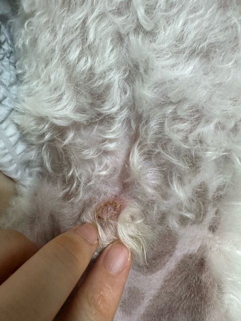 강아지(비숑) 피부에 딱지가 자꾸 생기네요의 1번 째 이미지