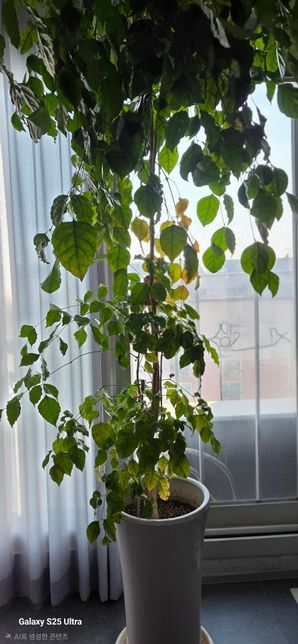 녹보수를 잘라서 흙꽂이를 했는데요!의 0번 째 이미지