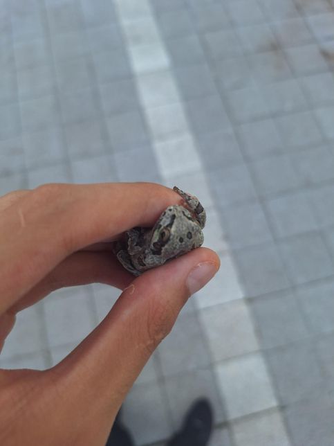 길가다가 풀숲에서 개구리 주웠는데 어디에 풀어줘야 할까요?의 0번 째 이미지