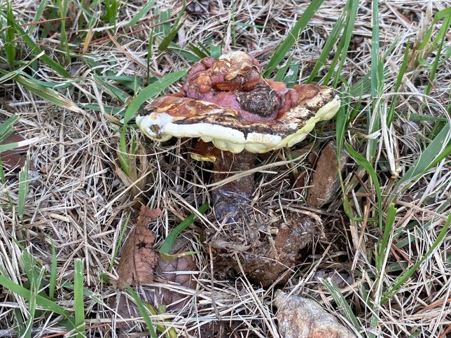 사진 속 버섯이 어떤 버섯인지 알려 주세요! 🍄‍🟫의 1번 째 이미지