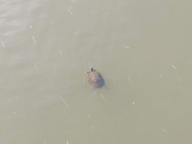 큰입배스와 황소개구리, 붉은귀거북은 천적관계인가요?의 2번 째 이미지